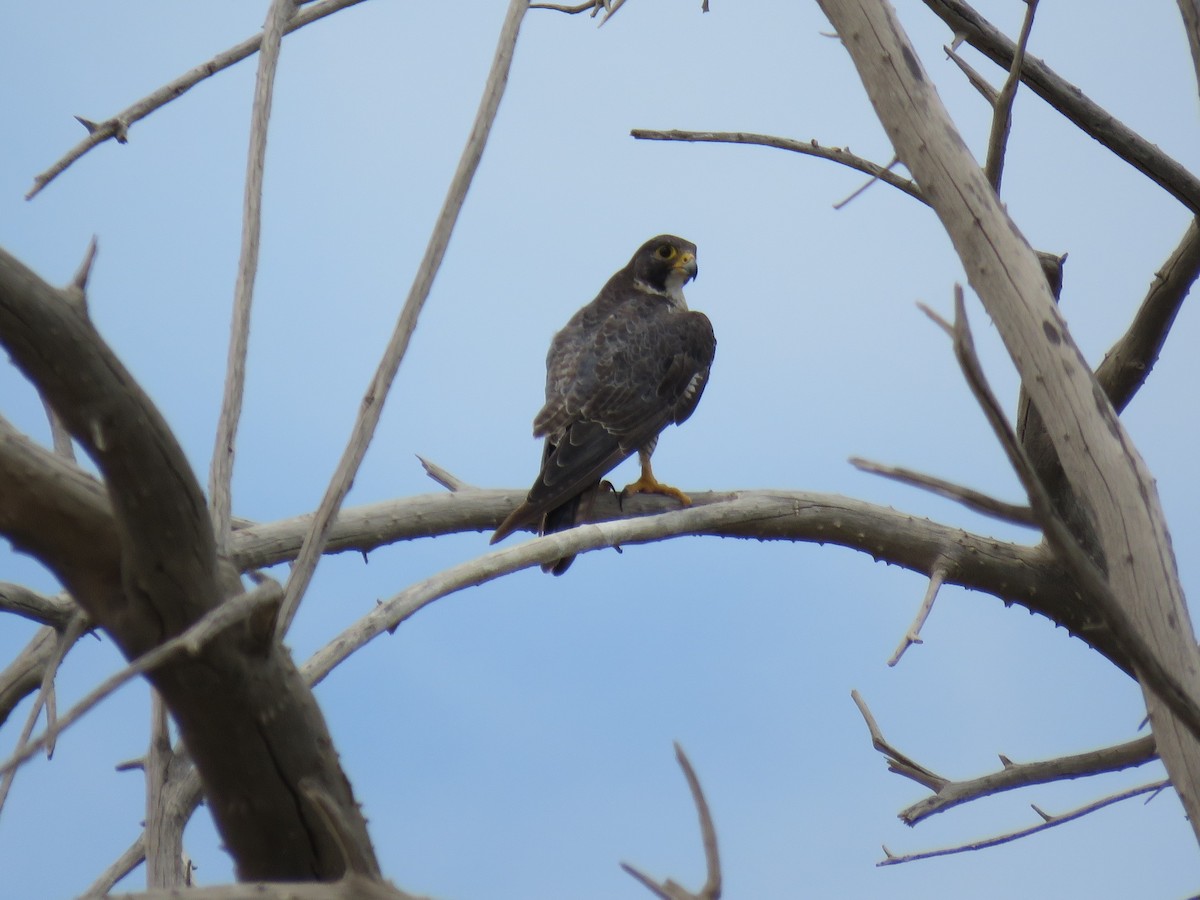 Peregrine Falcon - ML167444291