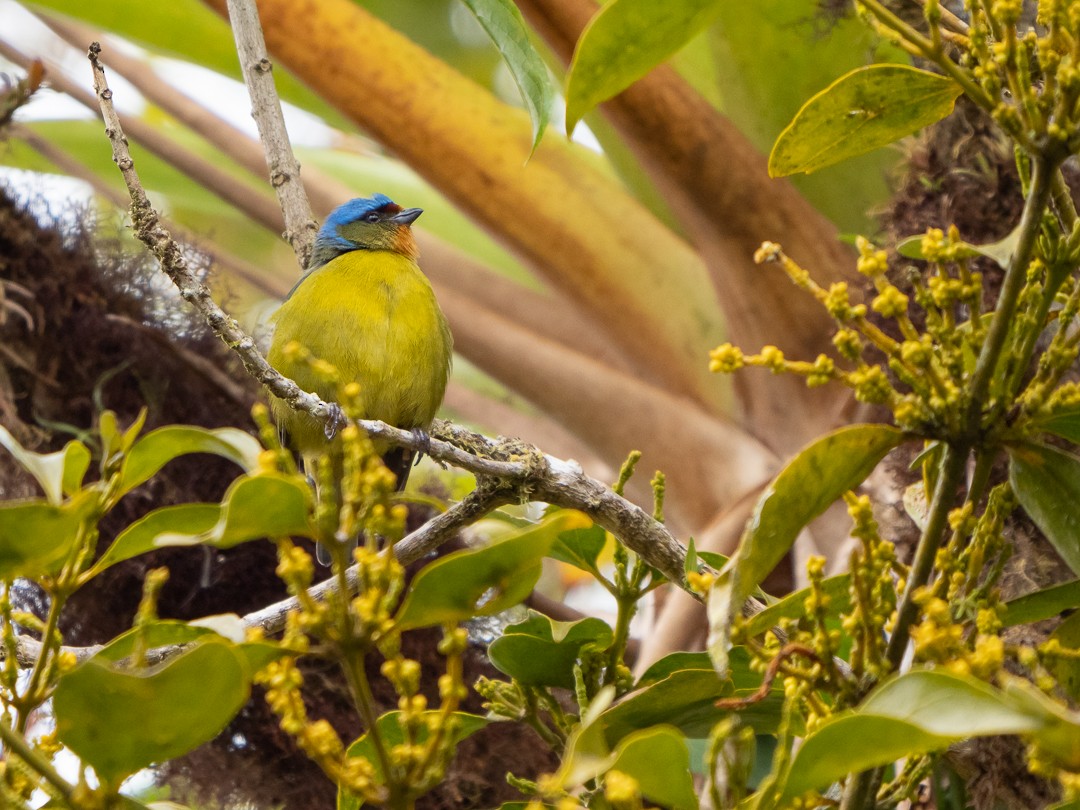 Elegant Euphonia - ML167444751