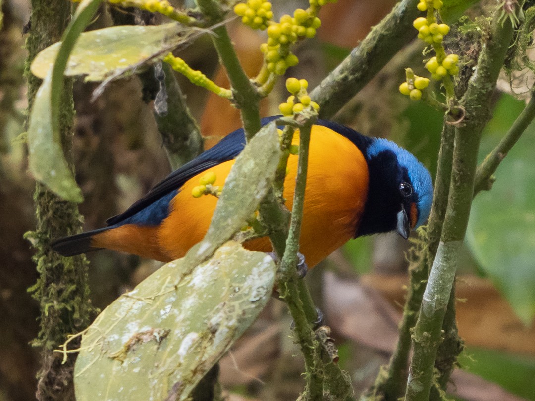 Elegant Euphonia - ML167444901