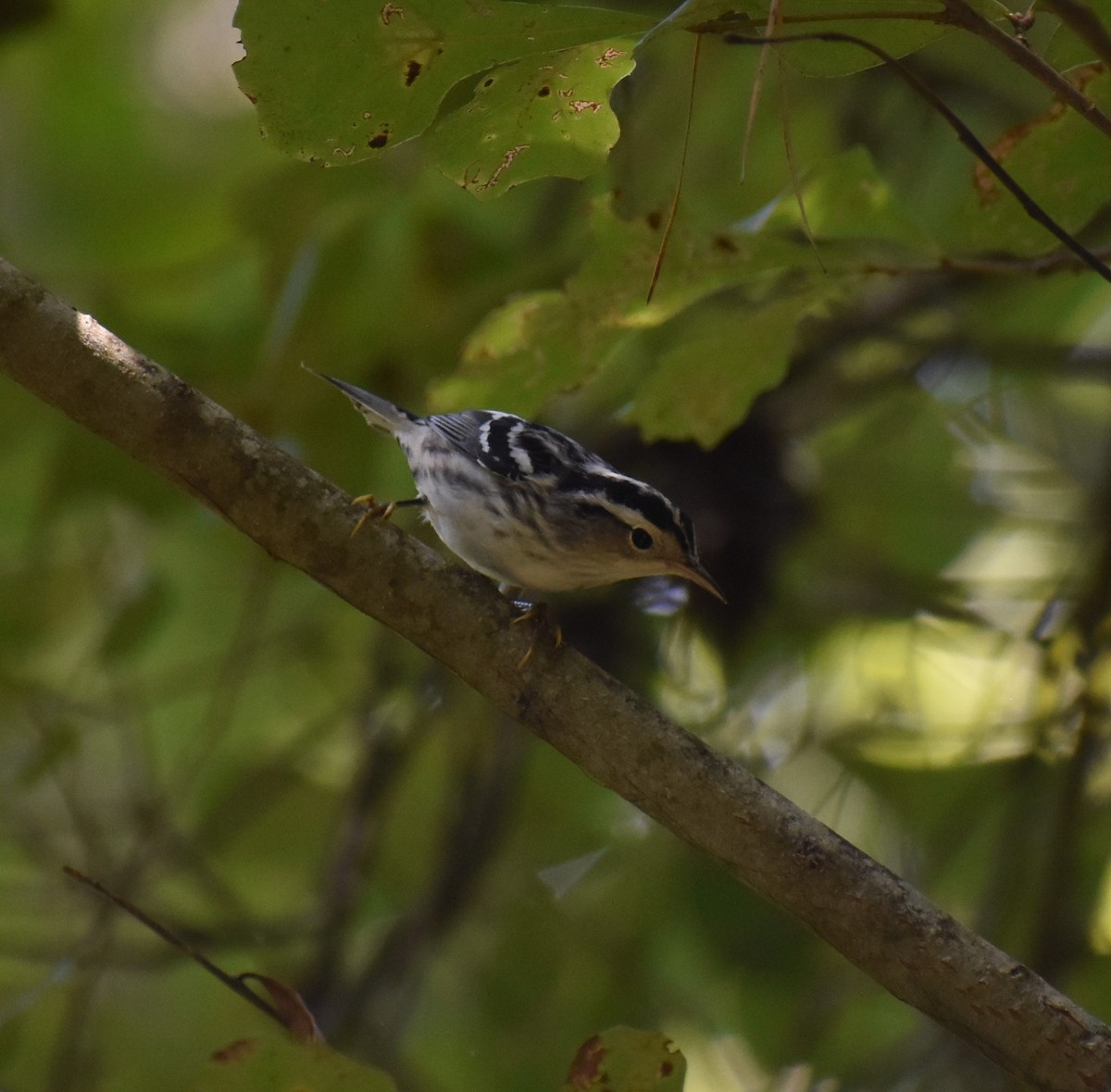 Black-and-white Warbler - ML167446331