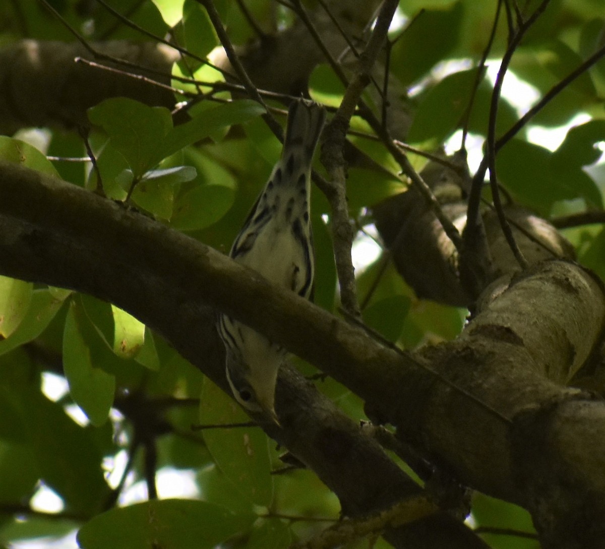 Black-and-white Warbler - ML167446361