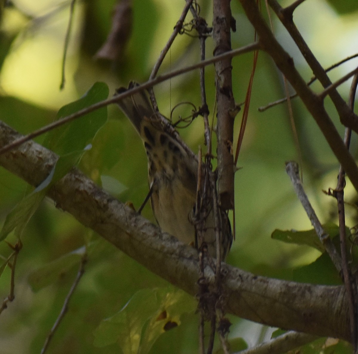 Black-and-white Warbler - ML167446371