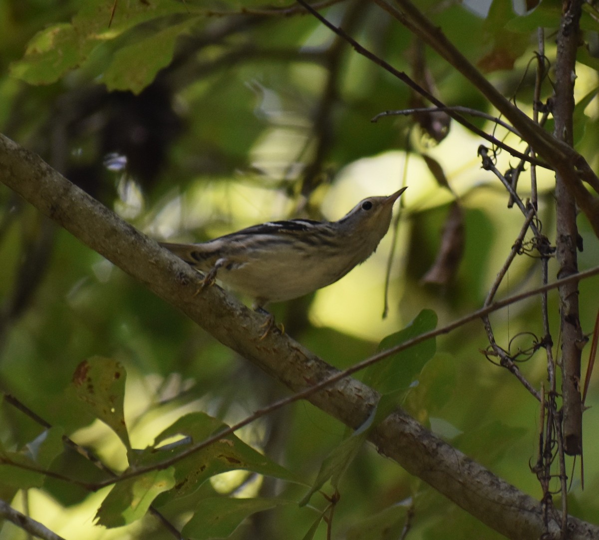 Black-and-white Warbler - ML167446391