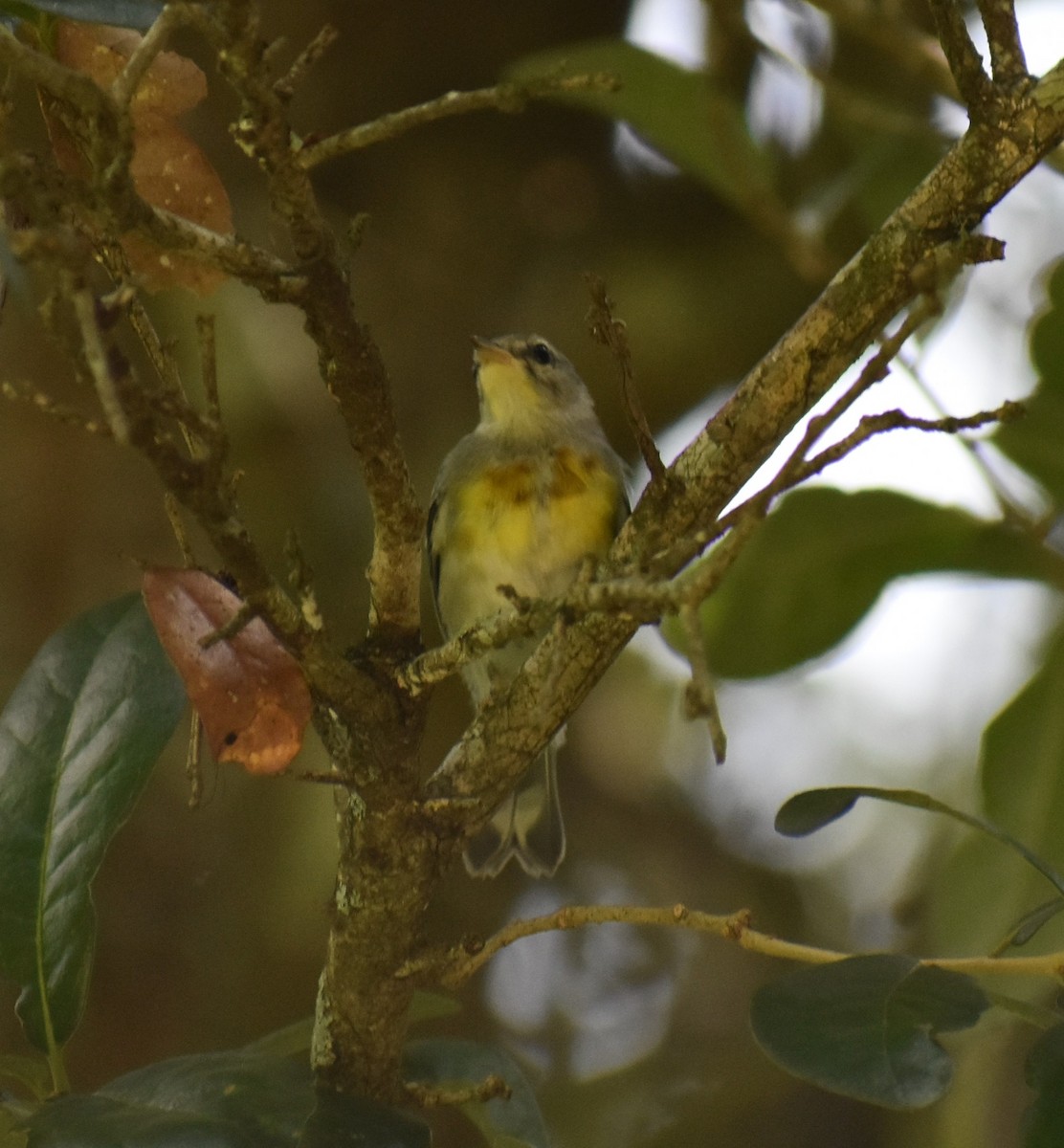 Northern Parula - ML167446471