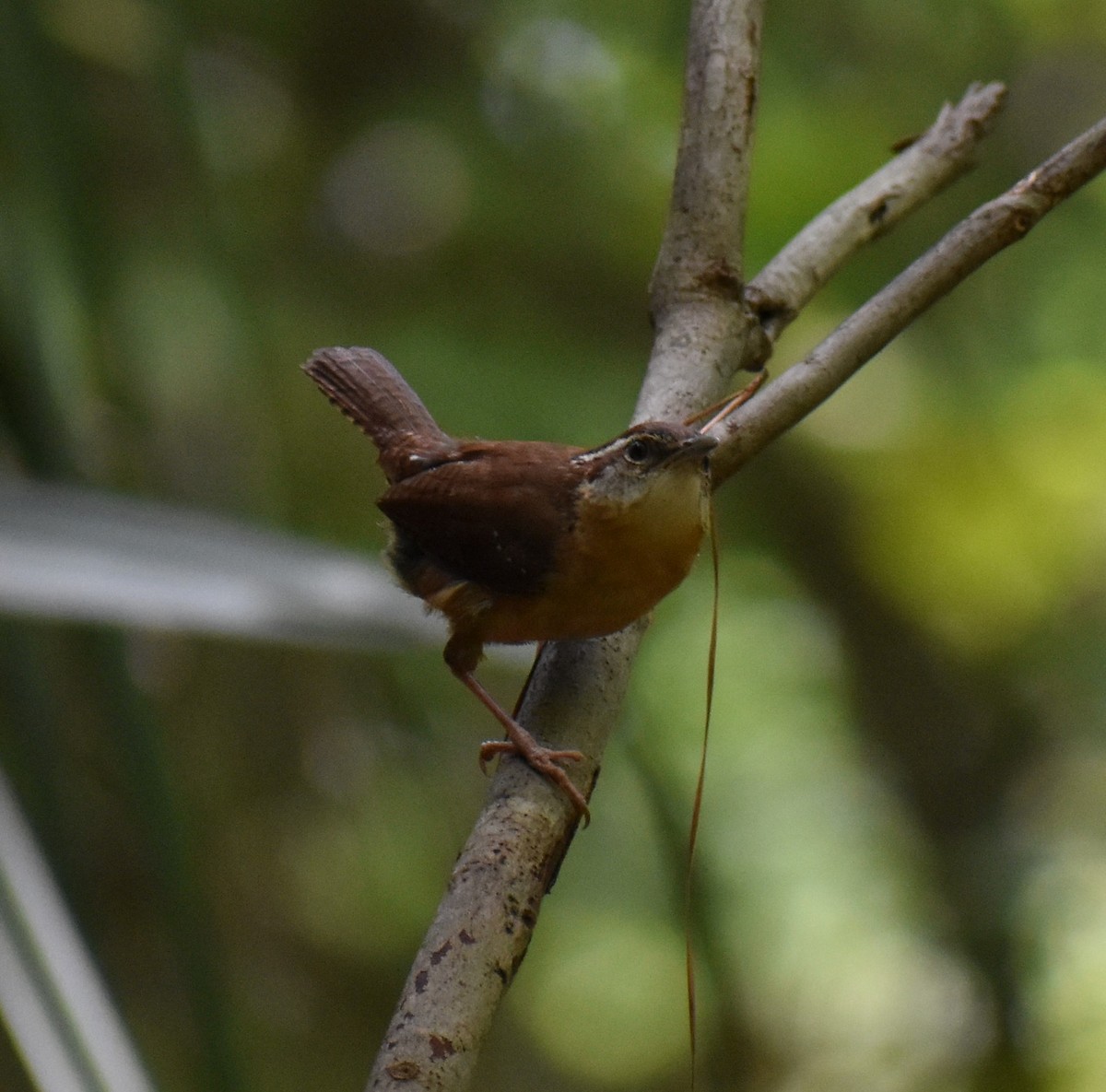 Carolina Wren - ML167446501