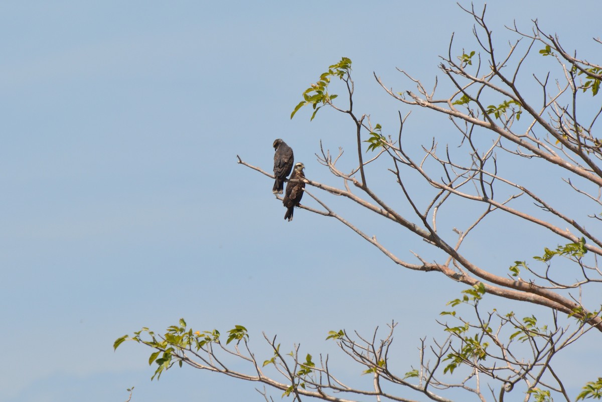 Snail Kite - ML167449551