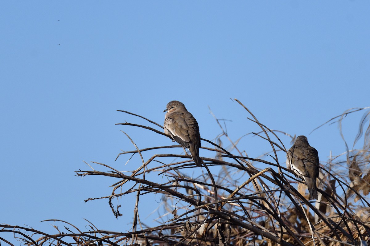 Picui Ground Dove - ML167450311