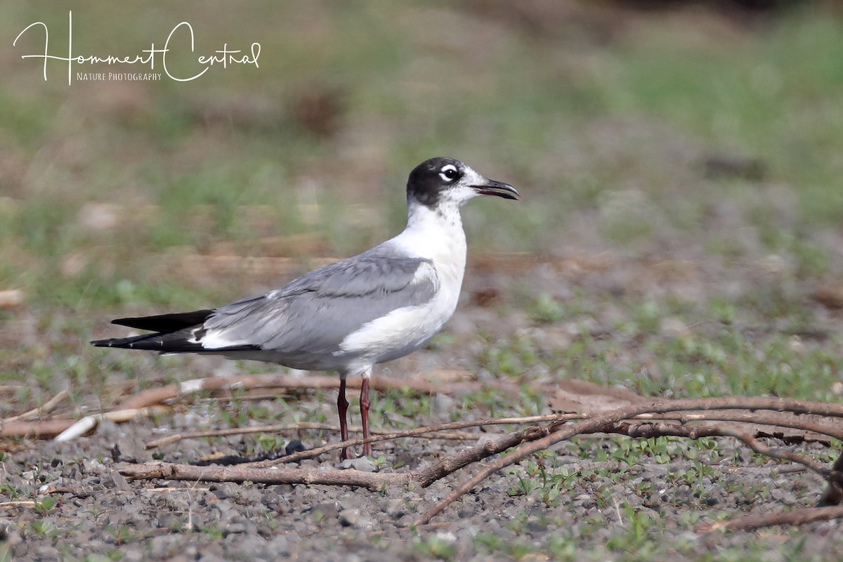 Franklin's Gull - Doug Hommert