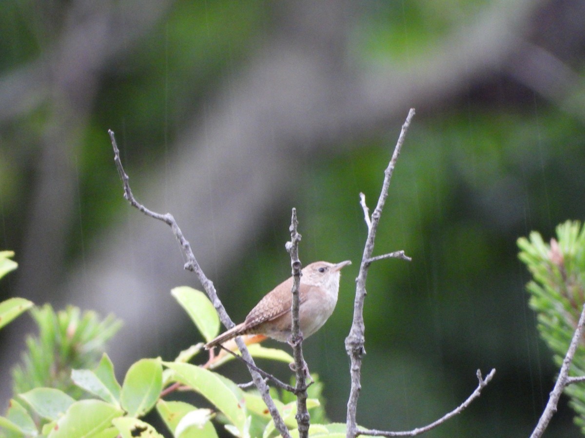 Northern House Wren - ML167451061