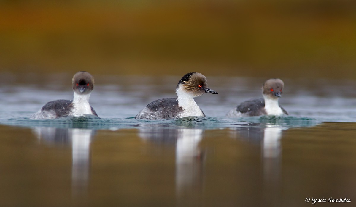 Silvery Grebe - ML167451081