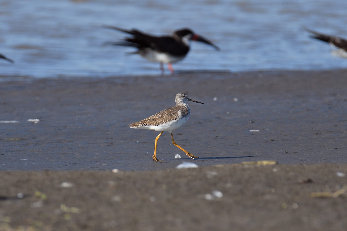 Greater Yellowlegs - terence zahner