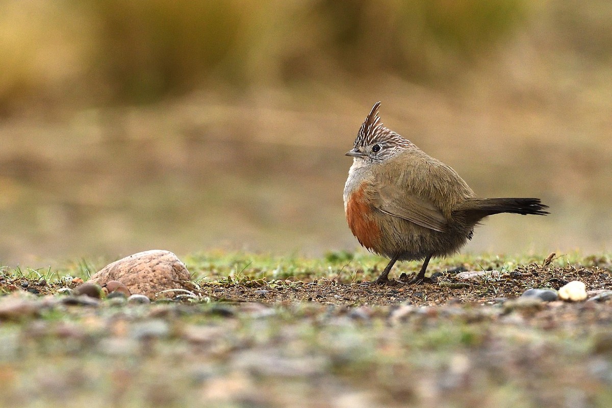 Gallito Copetón - ML167451481