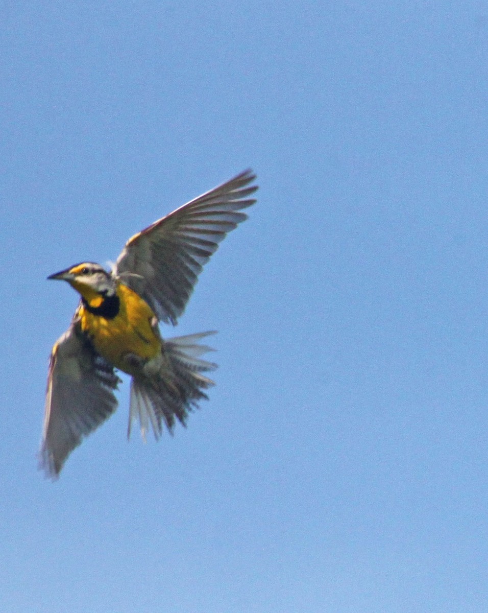 Eastern Meadowlark - ML167451521