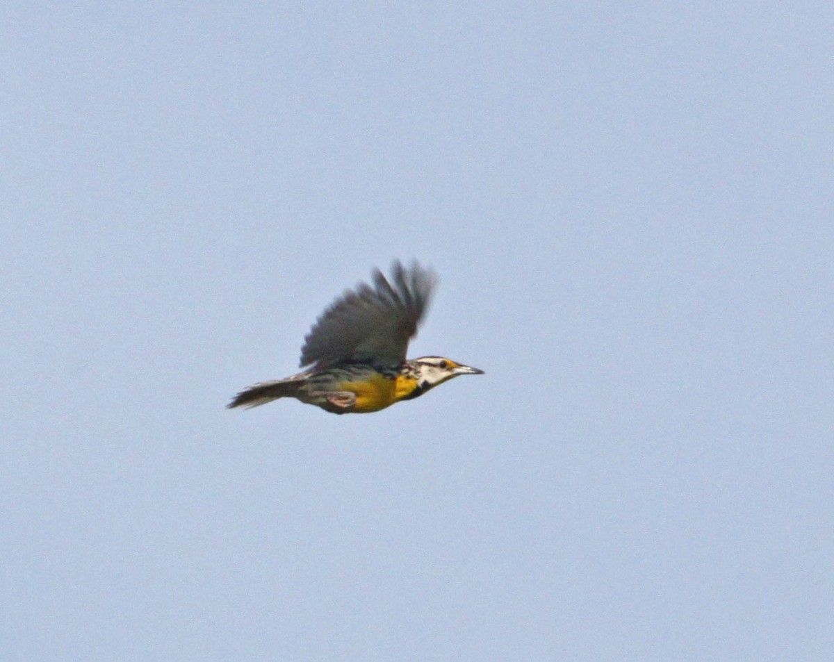 Eastern Meadowlark - ML167451601