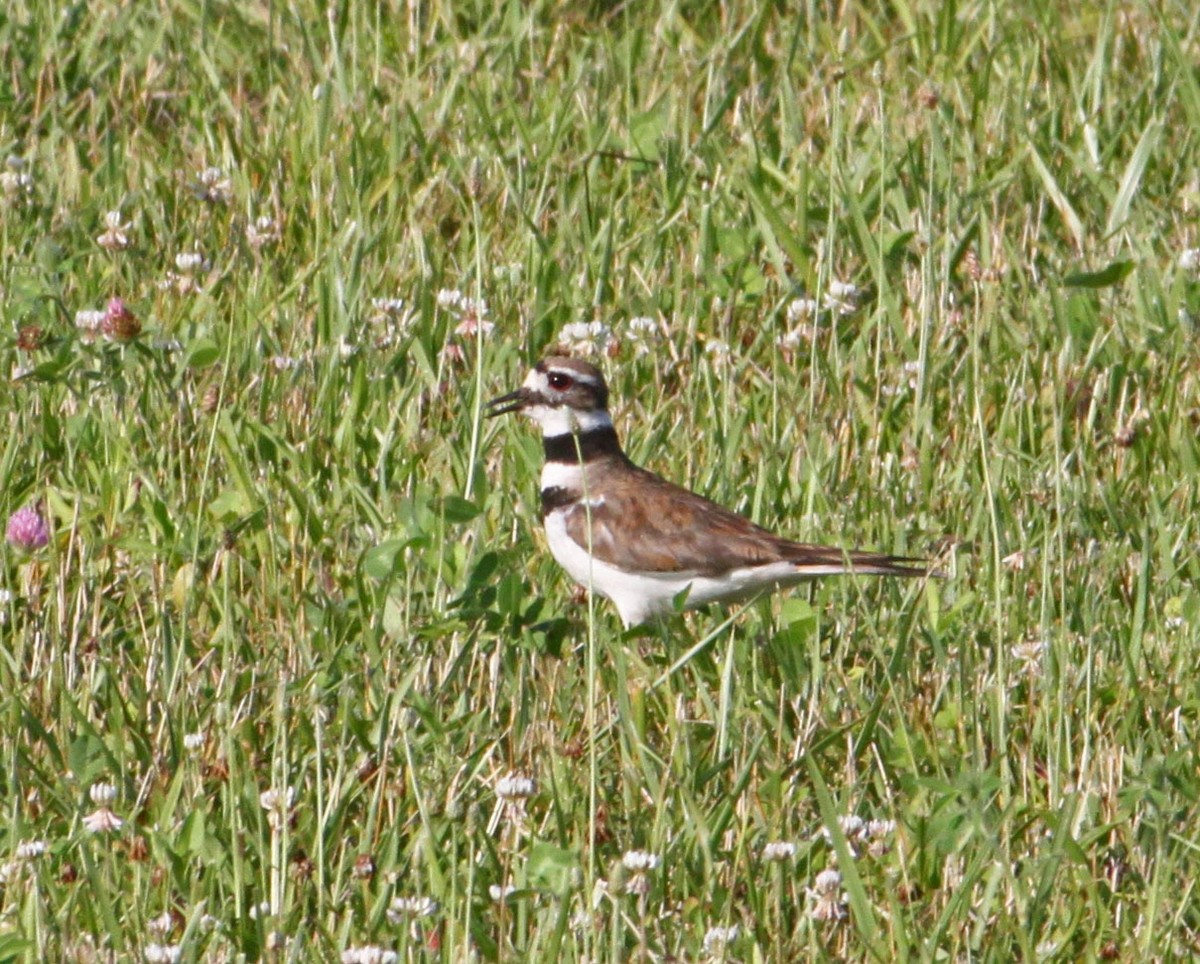 Killdeer - ML167451861