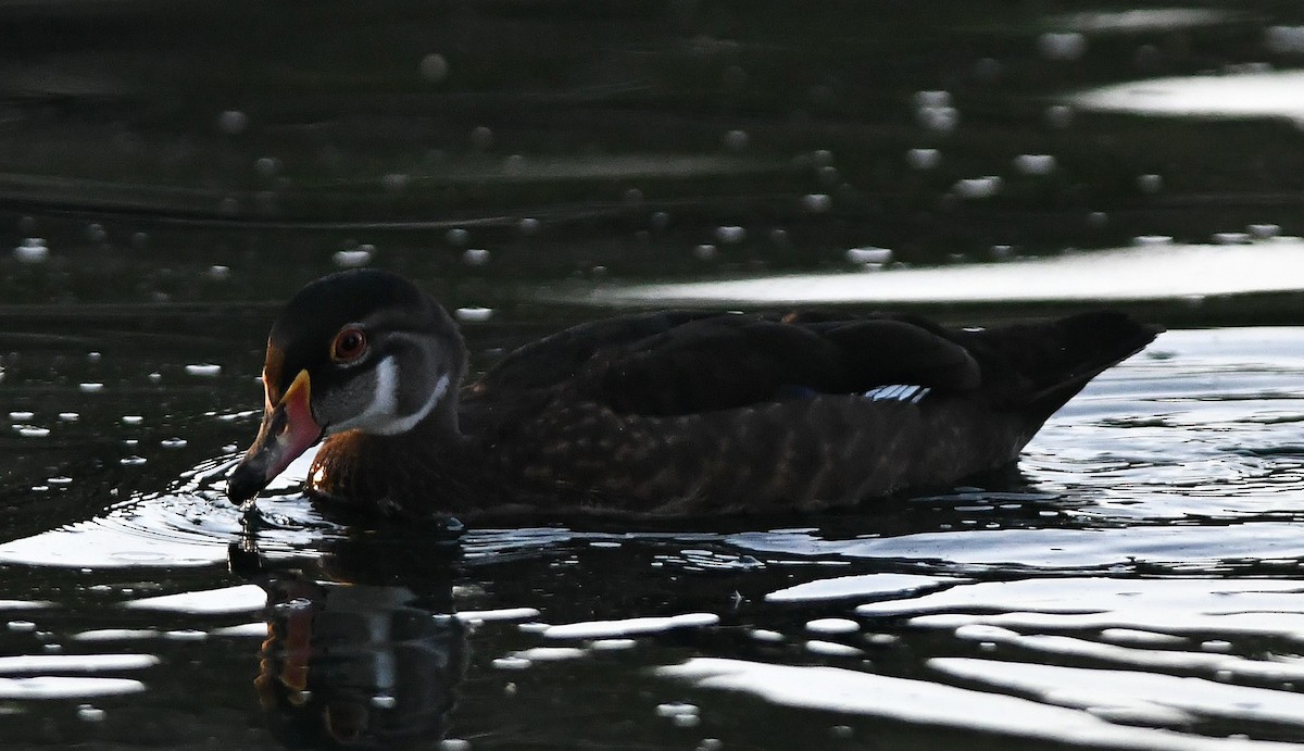 Wood Duck - ML167452851