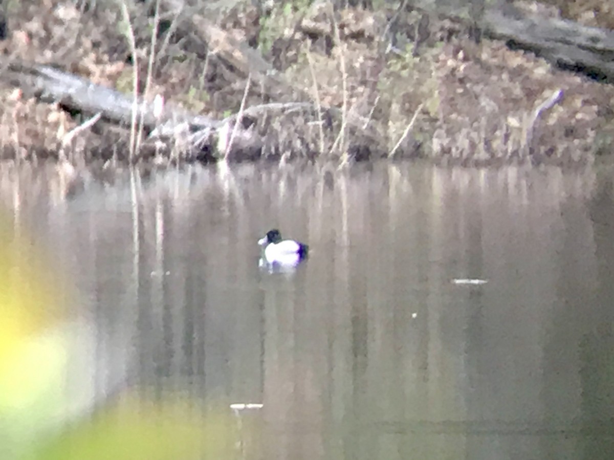 Ring-necked Duck - Lindsay Ormond Clemens