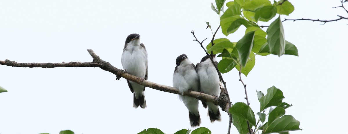 Eastern Kingbird - ML167457621