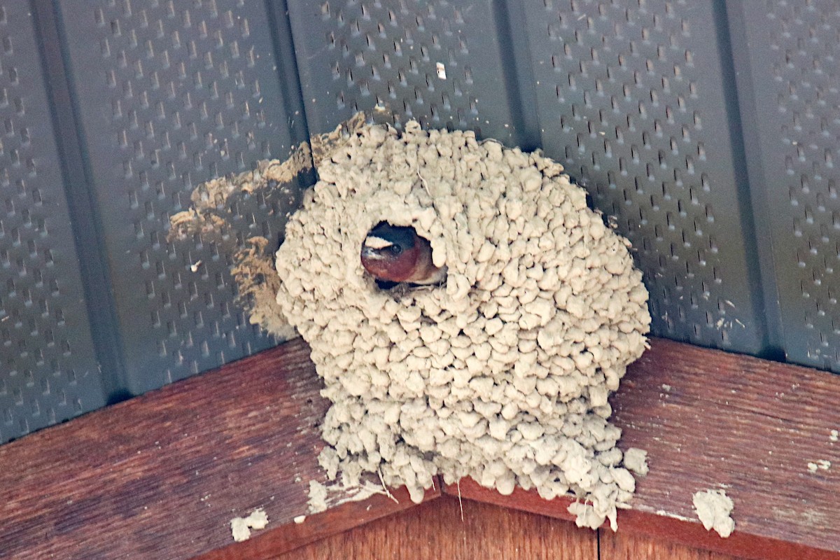 Cliff Swallow - ML167458001