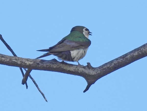 Violet-green Swallow - ML167458561