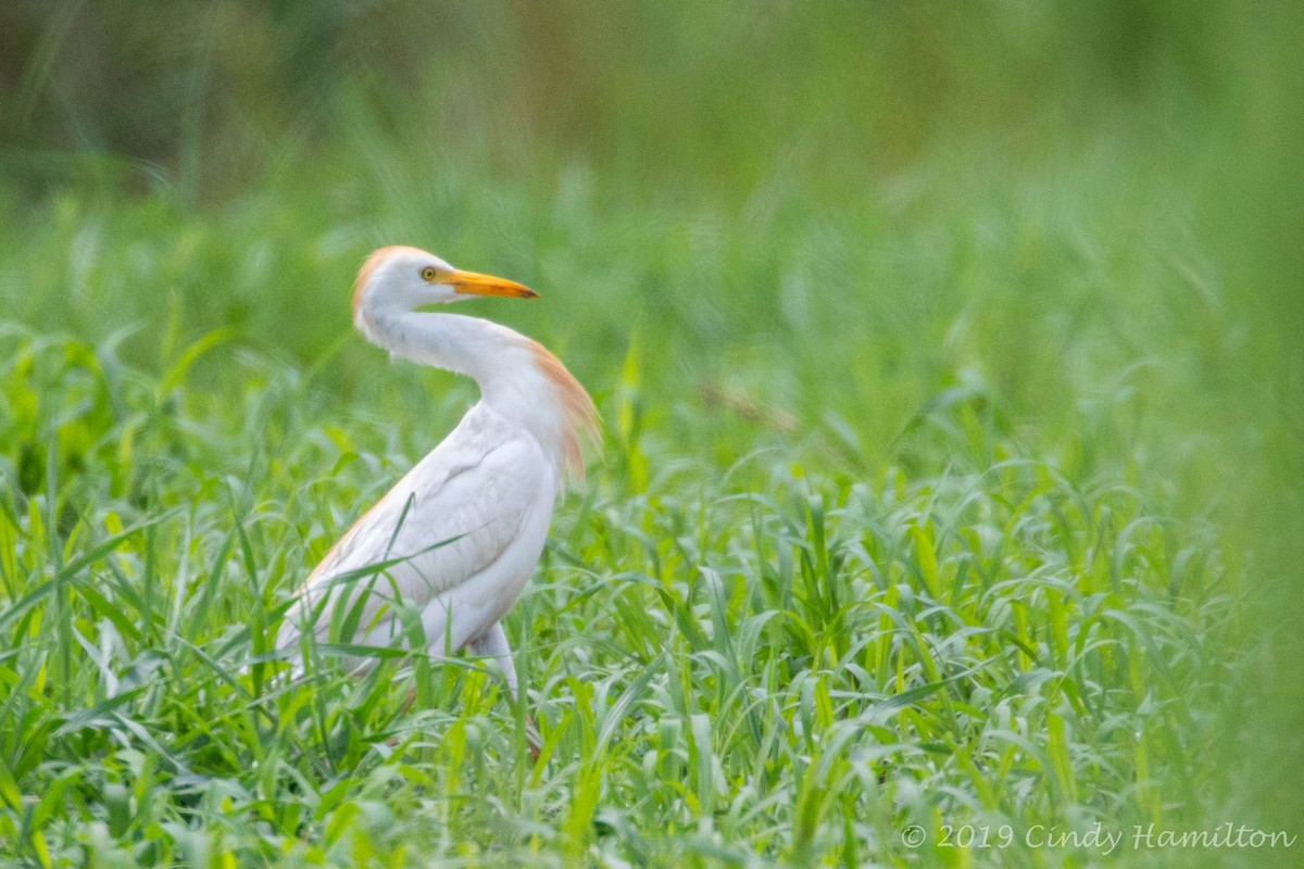 Western Cattle-Egret - ML167458831