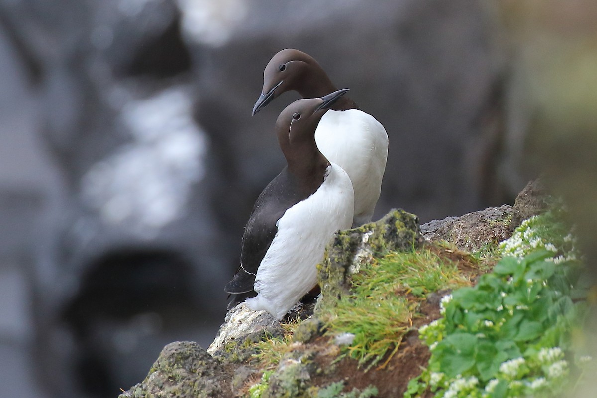 Common Murre - ML167462071