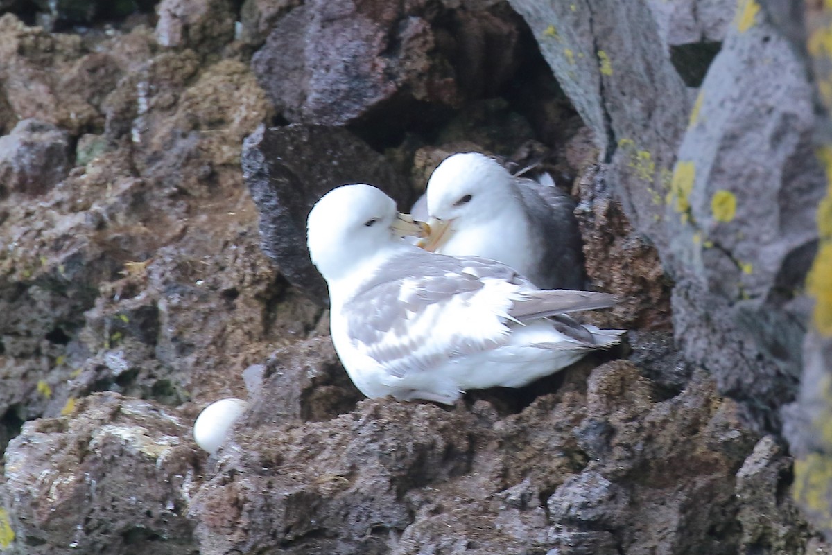 Northern Fulmar - Doug Beach