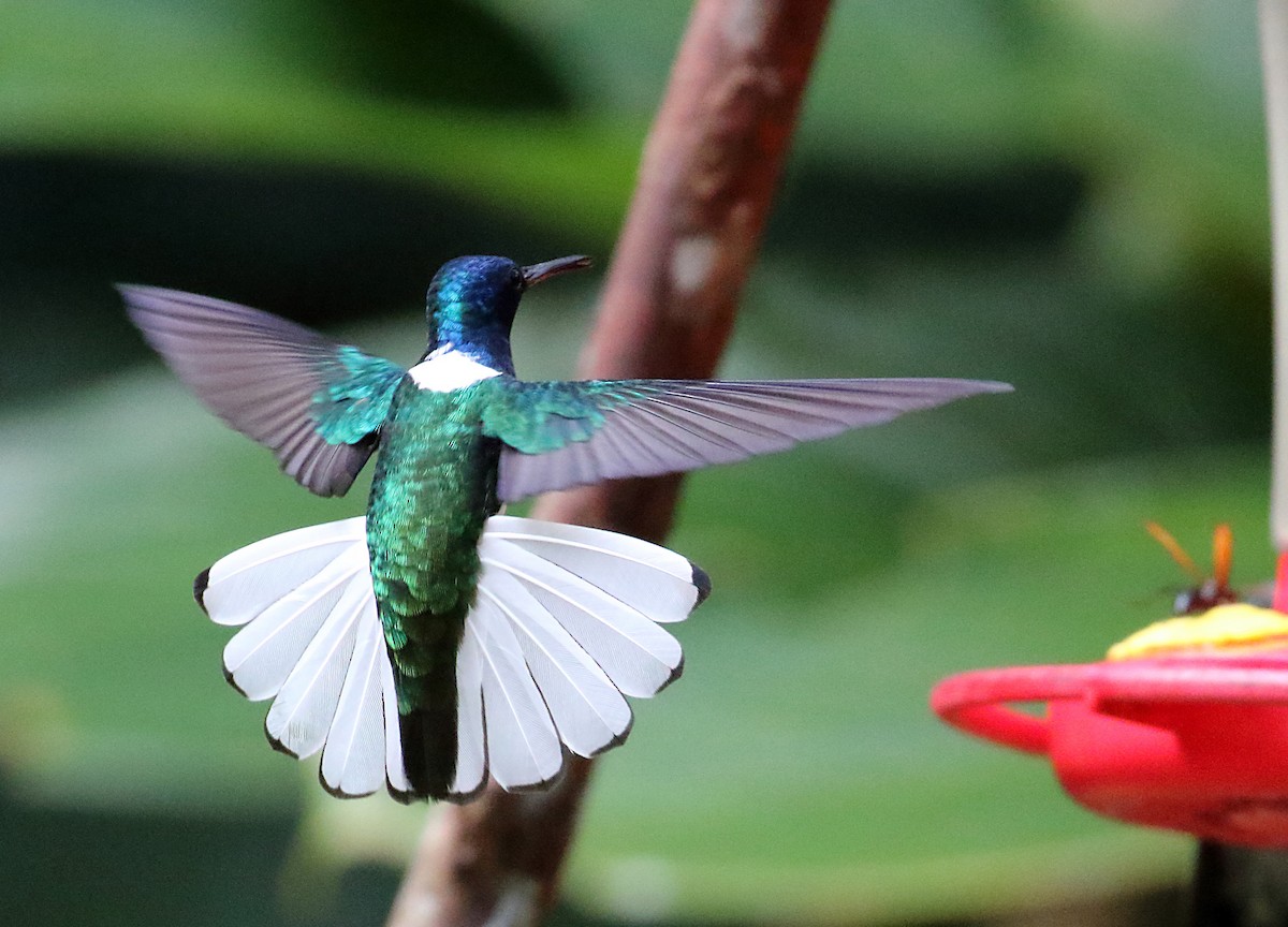 White-necked Jacobin - Myles McNally