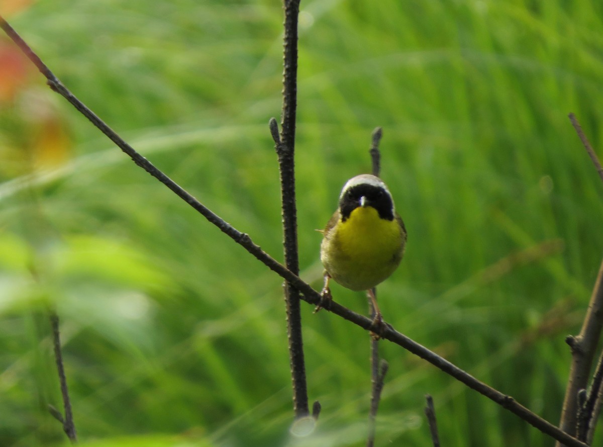 Common Yellowthroat - ML167465121