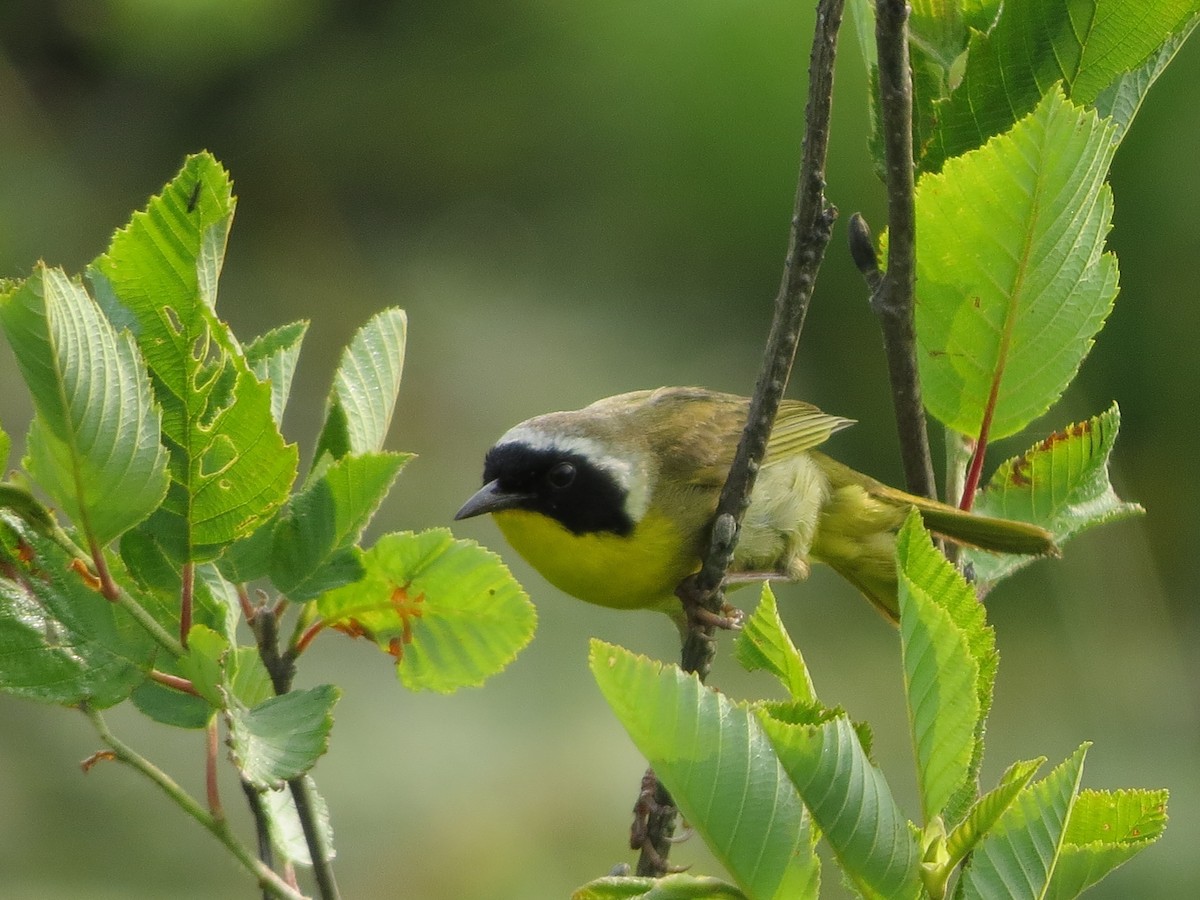 Common Yellowthroat - ML167465381