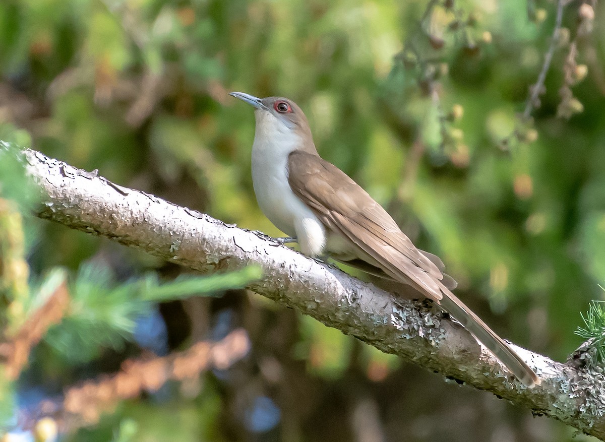 Black-billed Cuckoo - ML167466951