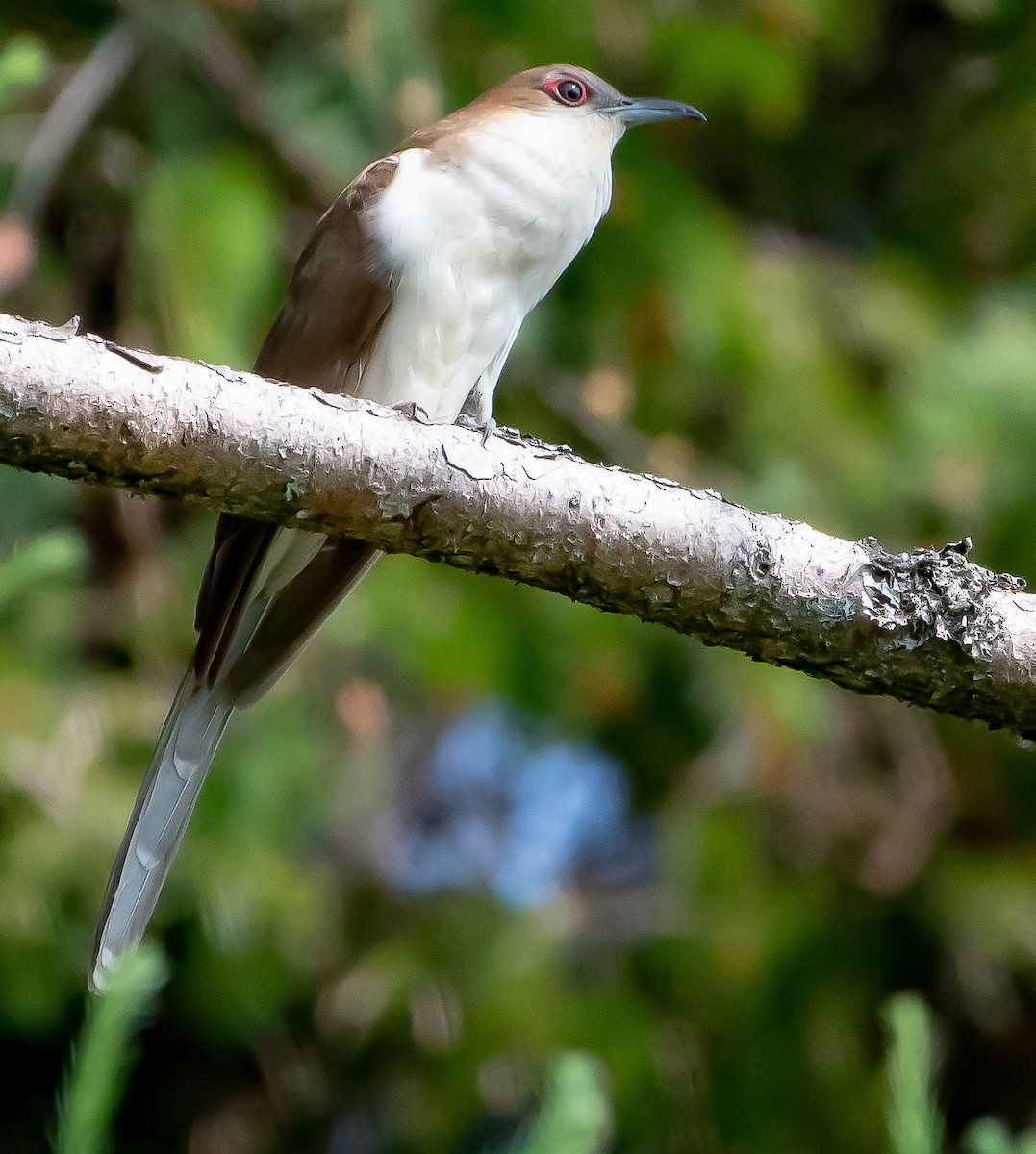 Black-billed Cuckoo - ML167466981