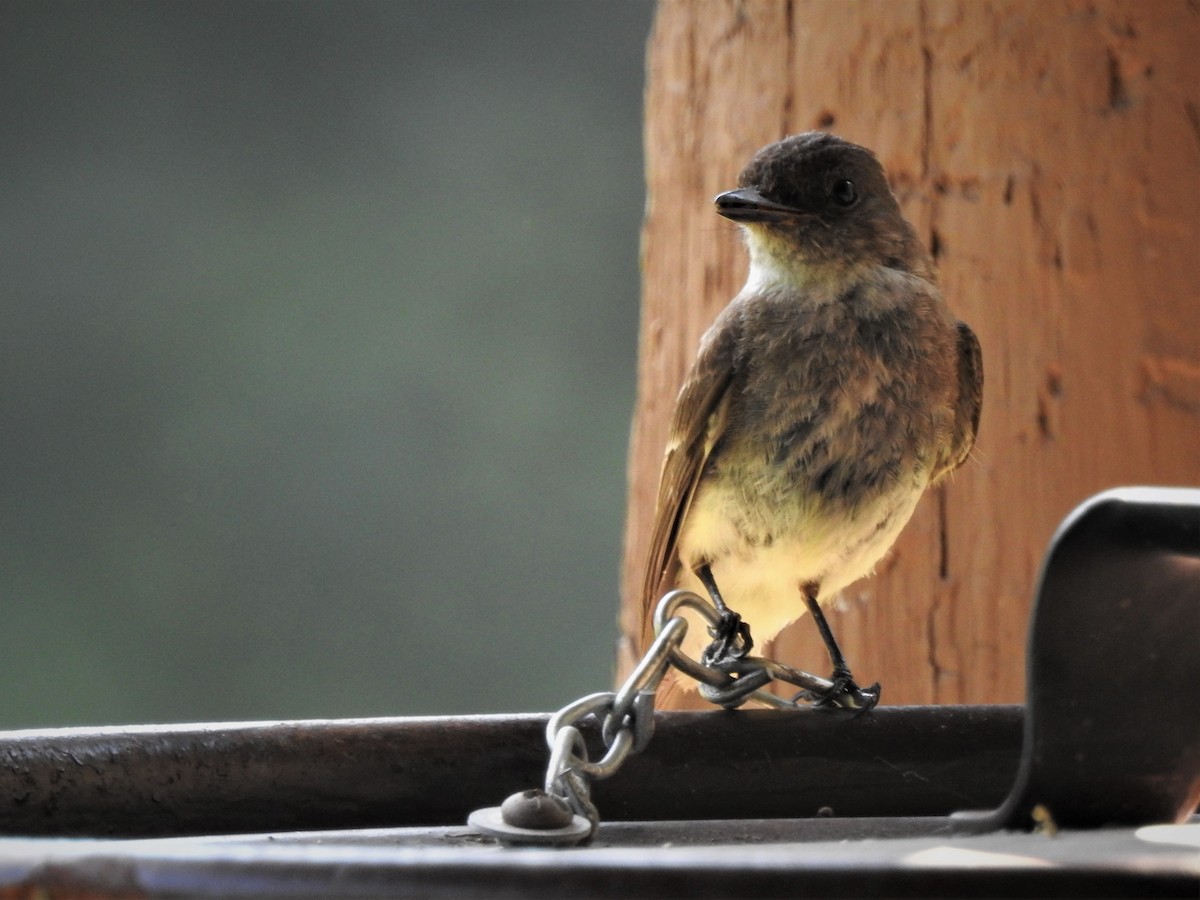 Eastern Phoebe - Edgar Otto