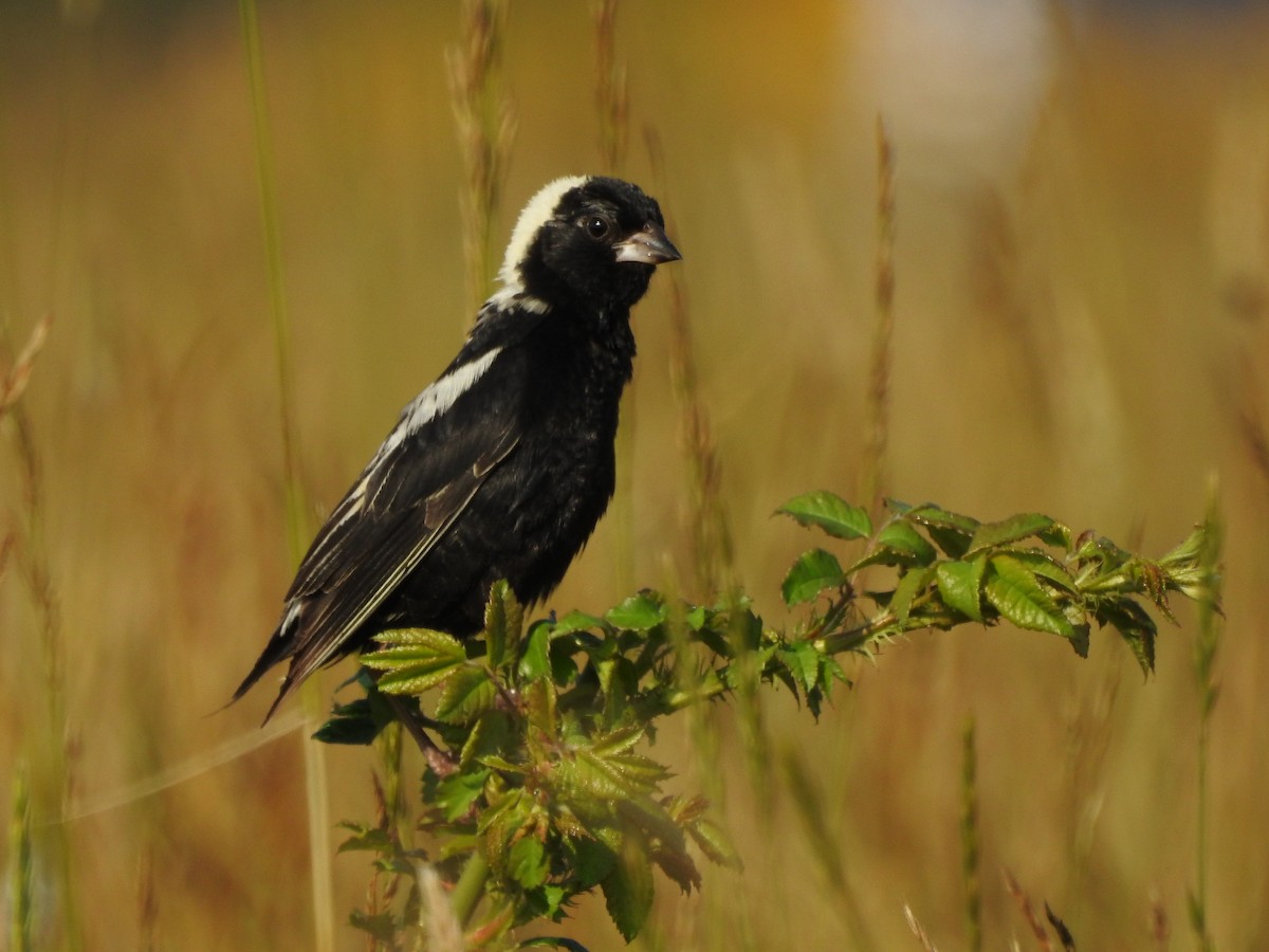 bobolink americký - ML167468031