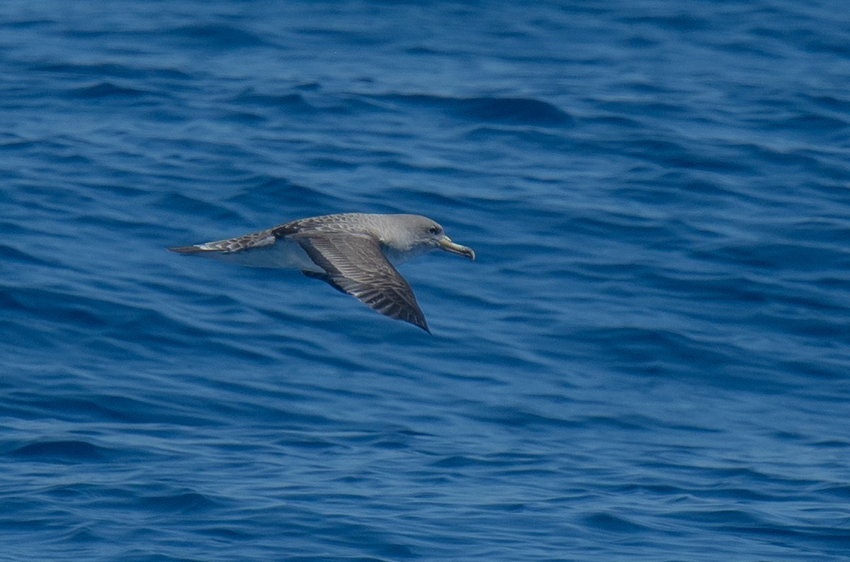 Cory's Shearwater (borealis) - ML167468221