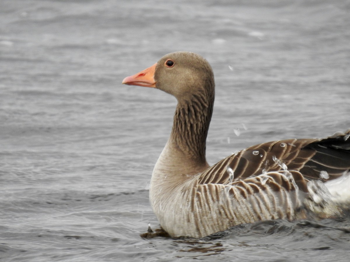 Graylag Goose (European) - ML167468881