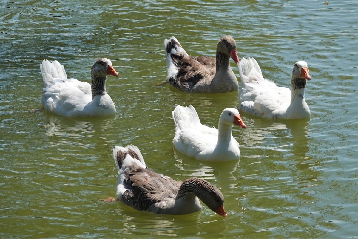 Graylag Goose (Domestic type) - ML167473541