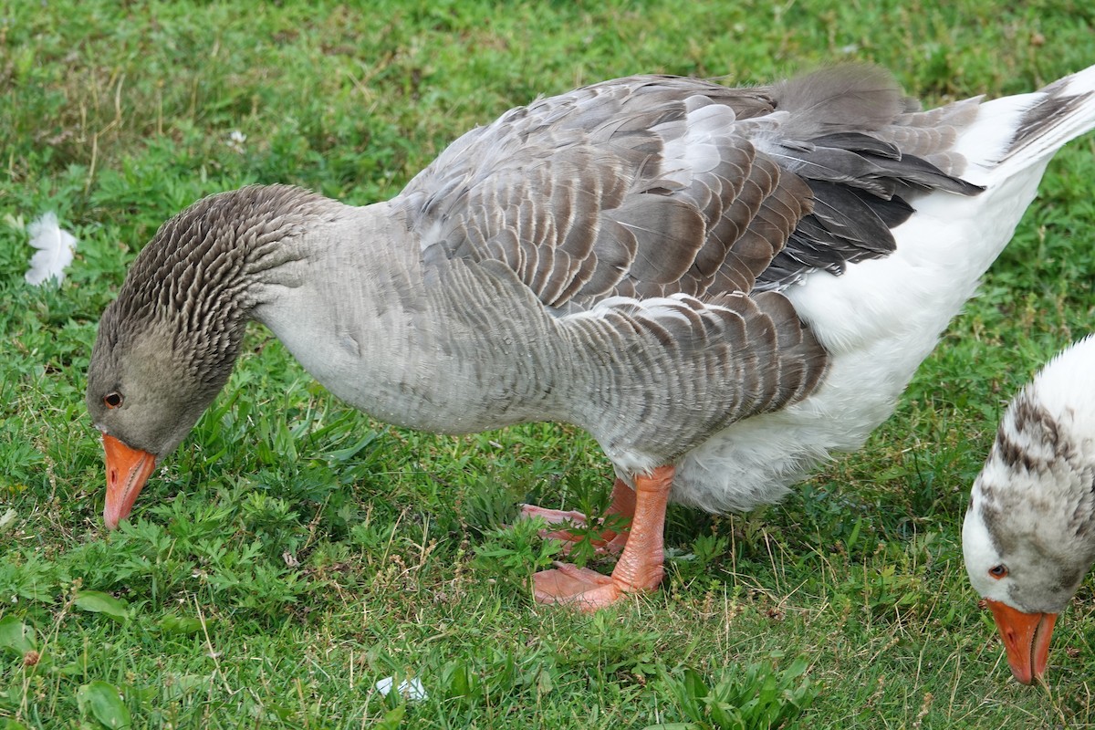 Graylag Goose (Domestic type) - ML167473551
