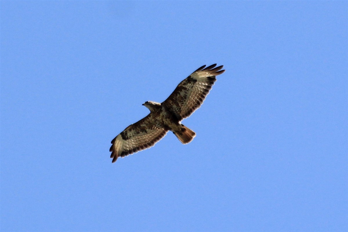 Common Buzzard - ML167473701