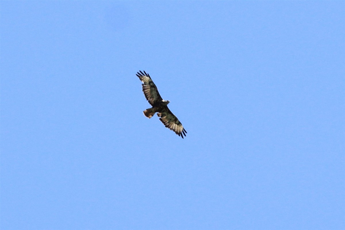 Common Buzzard - ML167473711