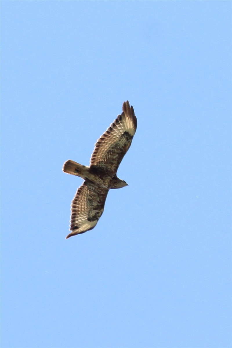 Common Buzzard - ML167473721