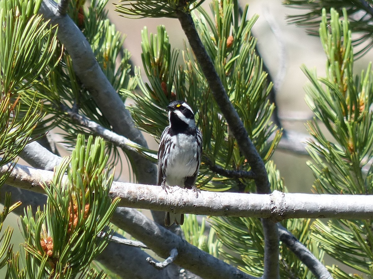 Black-throated Gray Warbler - ML167474991