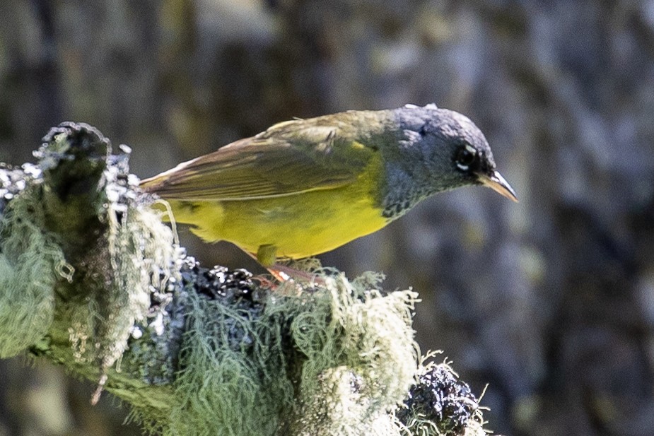 MacGillivray's Warbler - Bill Wood