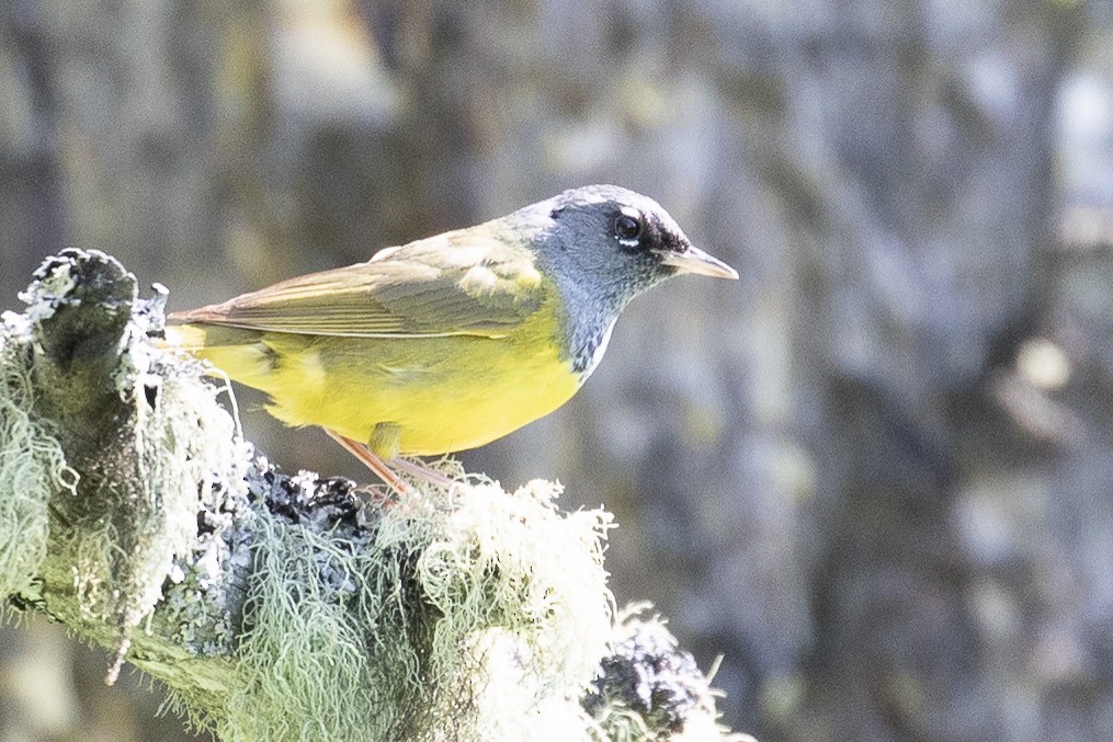 MacGillivray's Warbler - Bill Wood