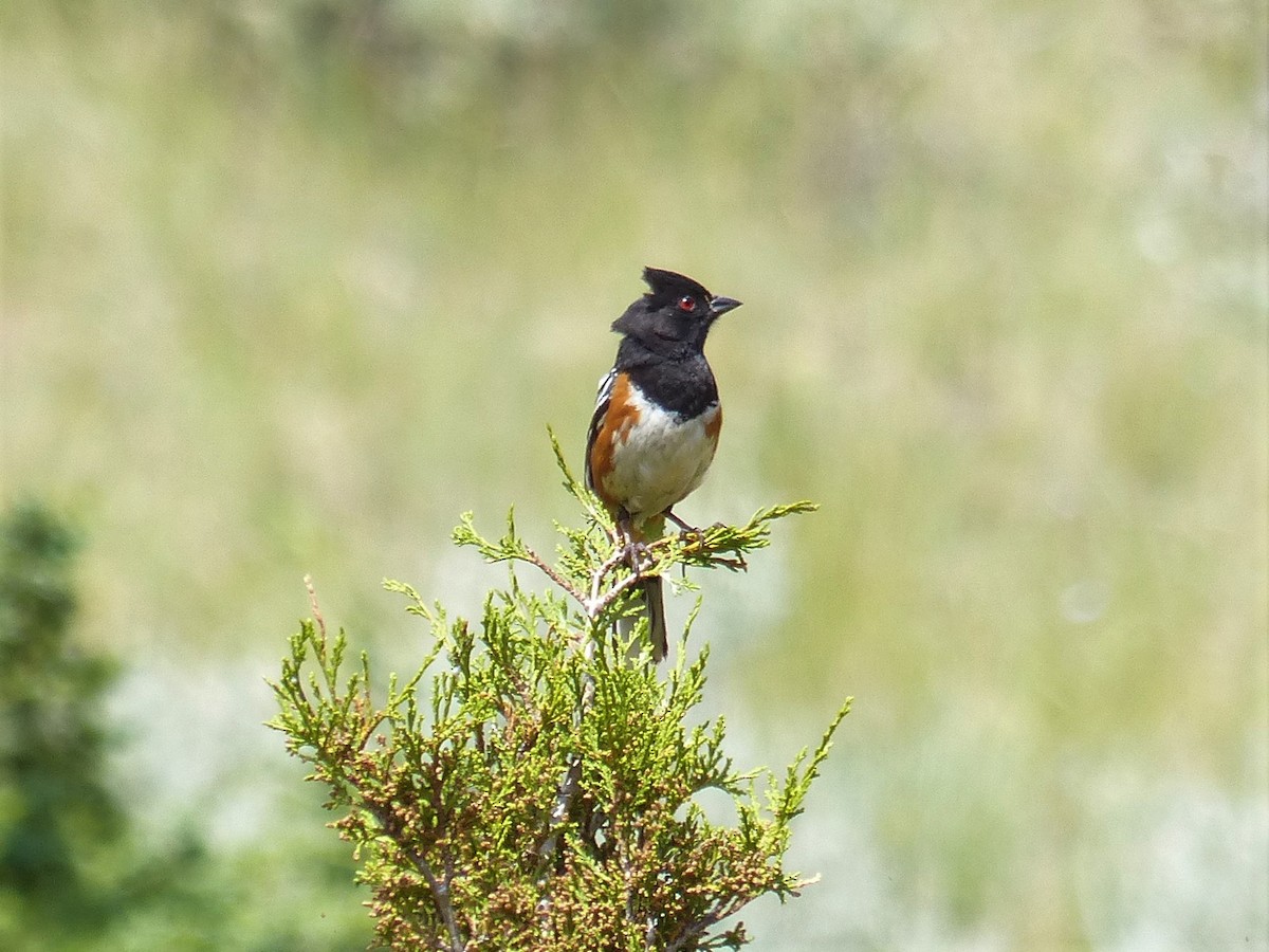 Spotted Towhee - Ernie McKenzie