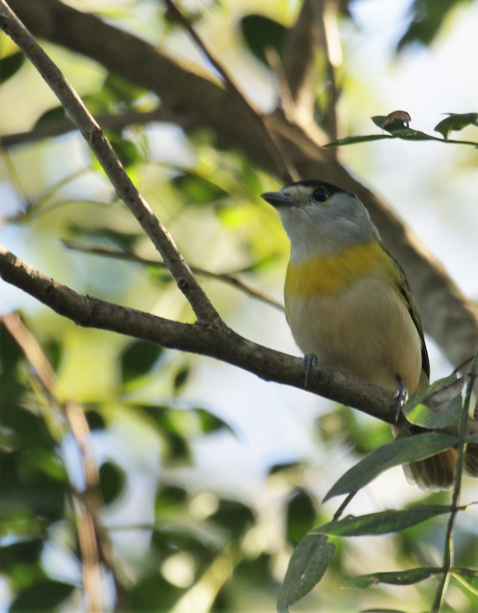 Green-backed Becard - ML167476171
