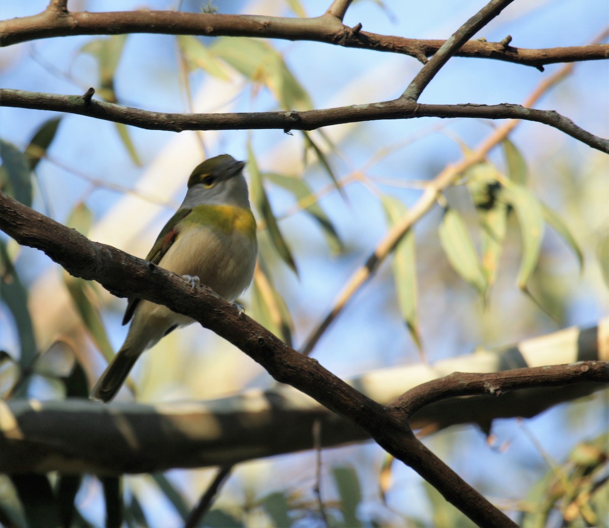 Green-backed Becard - ML167476181