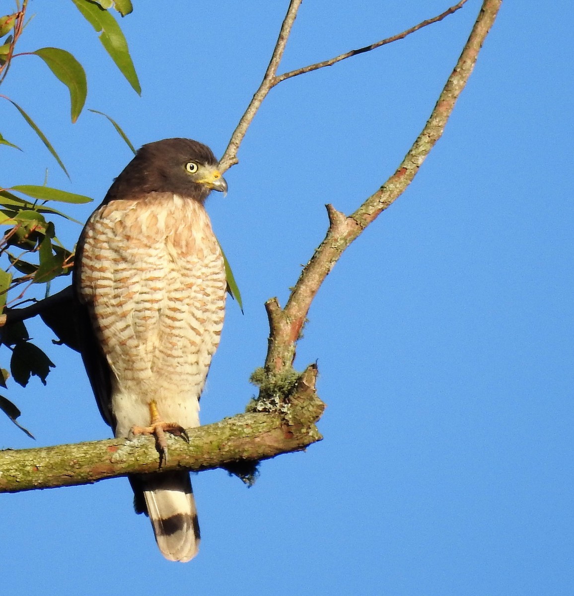 Roadside Hawk - ML167476231