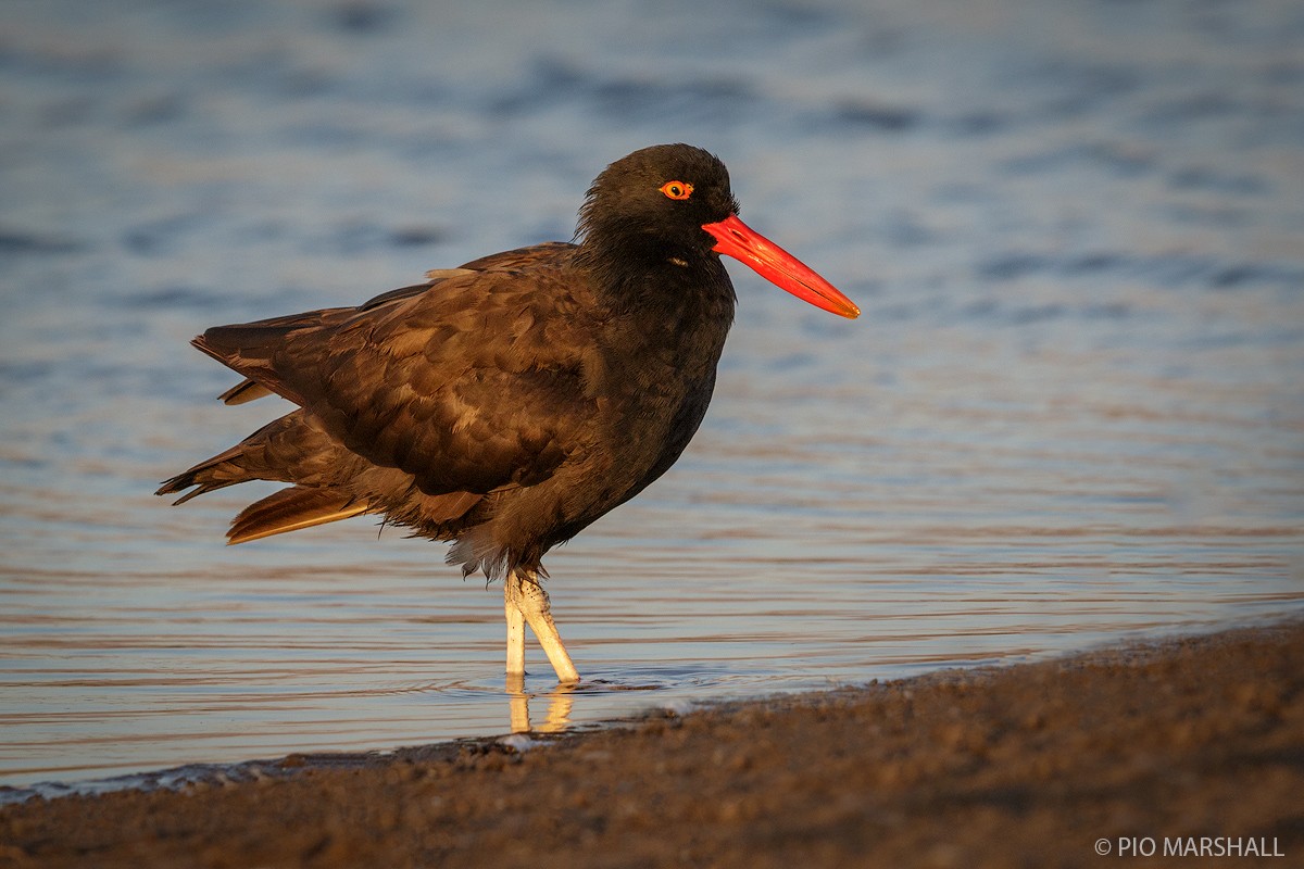 Blackish Oystercatcher - ML167476691