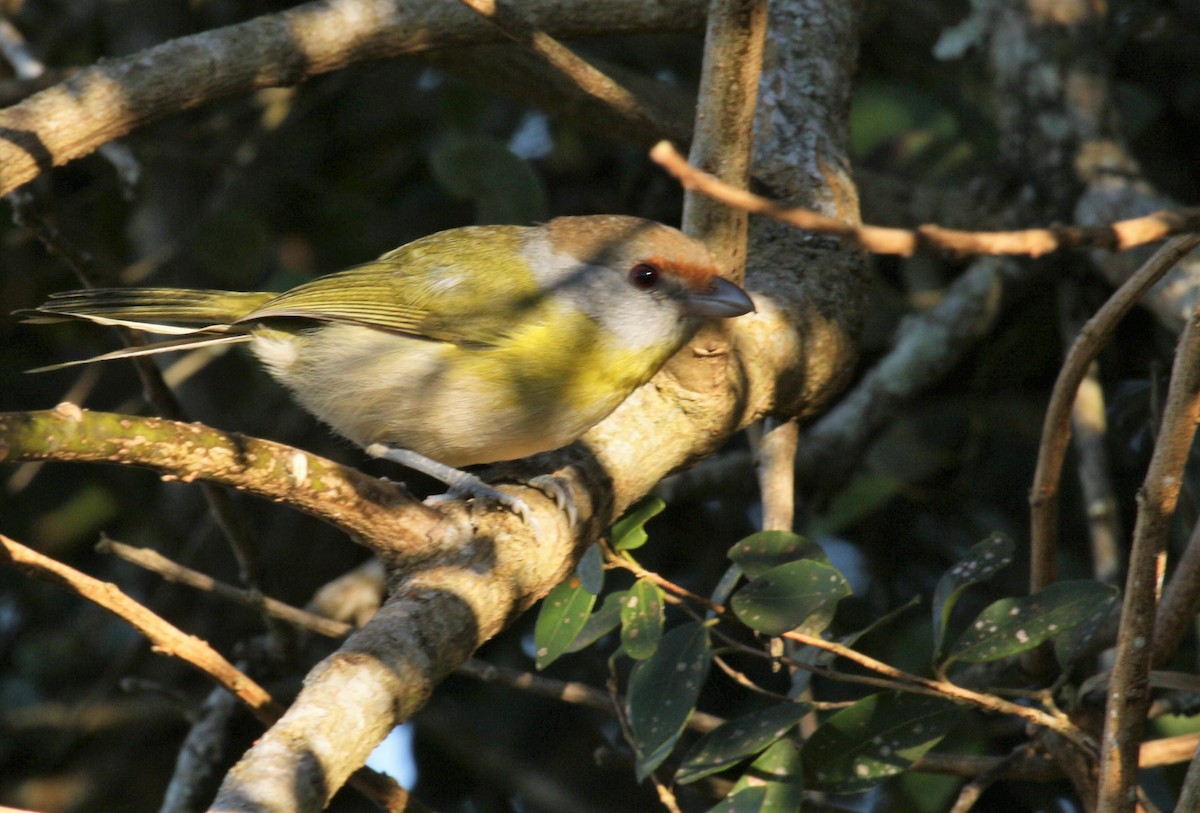 Rufous-browed Peppershrike - ML167477091